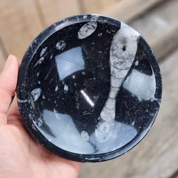 Ortoceratit Fossil, rund skål #2