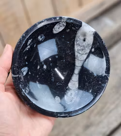 Ortoceratit Fossil, rund skål #2