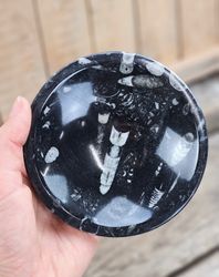 Ortoceratit Fossil, rund skål #5
