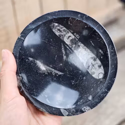 Ortoceratit Fossil, rund skål #7