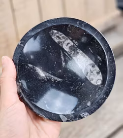 Ortoceratit Fossil, rund skål #7
