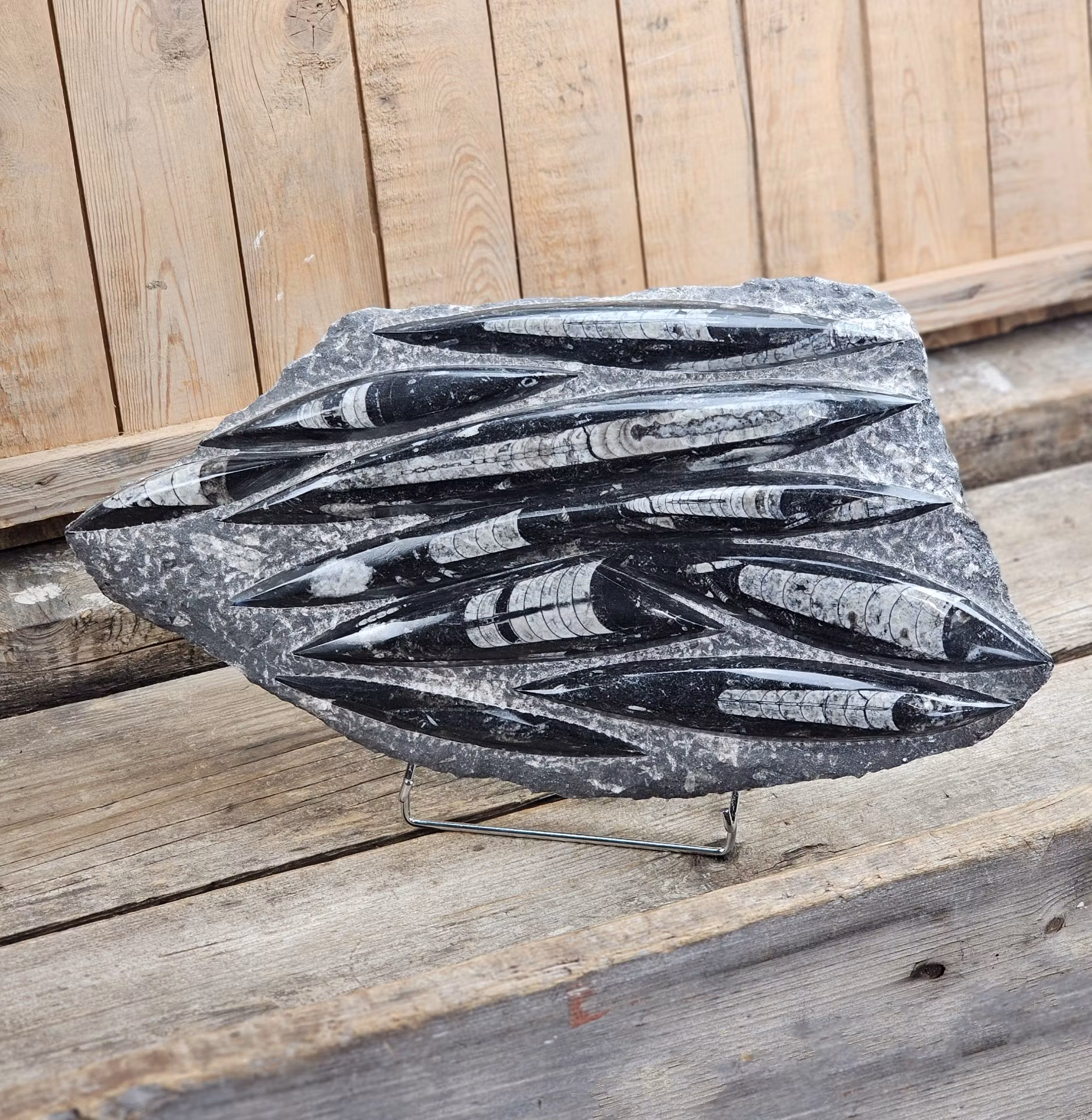 Ortoceratit fossil i matrix XXL
