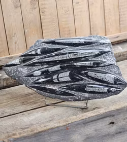 Ortoceratit fossil i matrix XXL #1