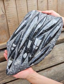 Ortoceratit fossil i matrix XXL #1