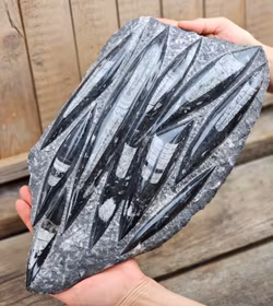 Ortoceratit fossil i matrix XXL #1