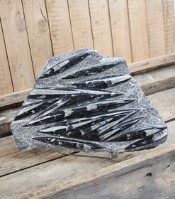Ortoceratit fossil i matrix XXL #2