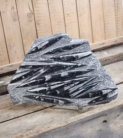Ortoceratit fossil i matrix XXL #2