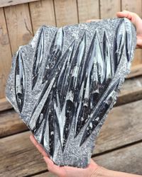 Ortoceratit fossil i matrix XXL #2