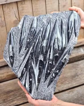Ortoceratit fossil i matrix XXL #2