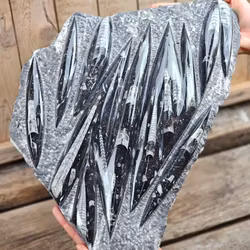 Ortoceratit fossil i matrix XXL #2