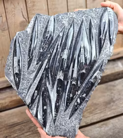 Ortoceratit fossil i matrix XXL #2
