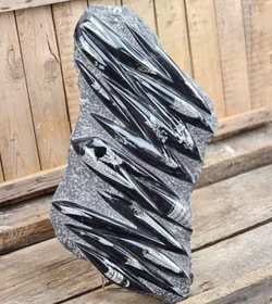 Ortoceratit fossil i matrix XXL #3