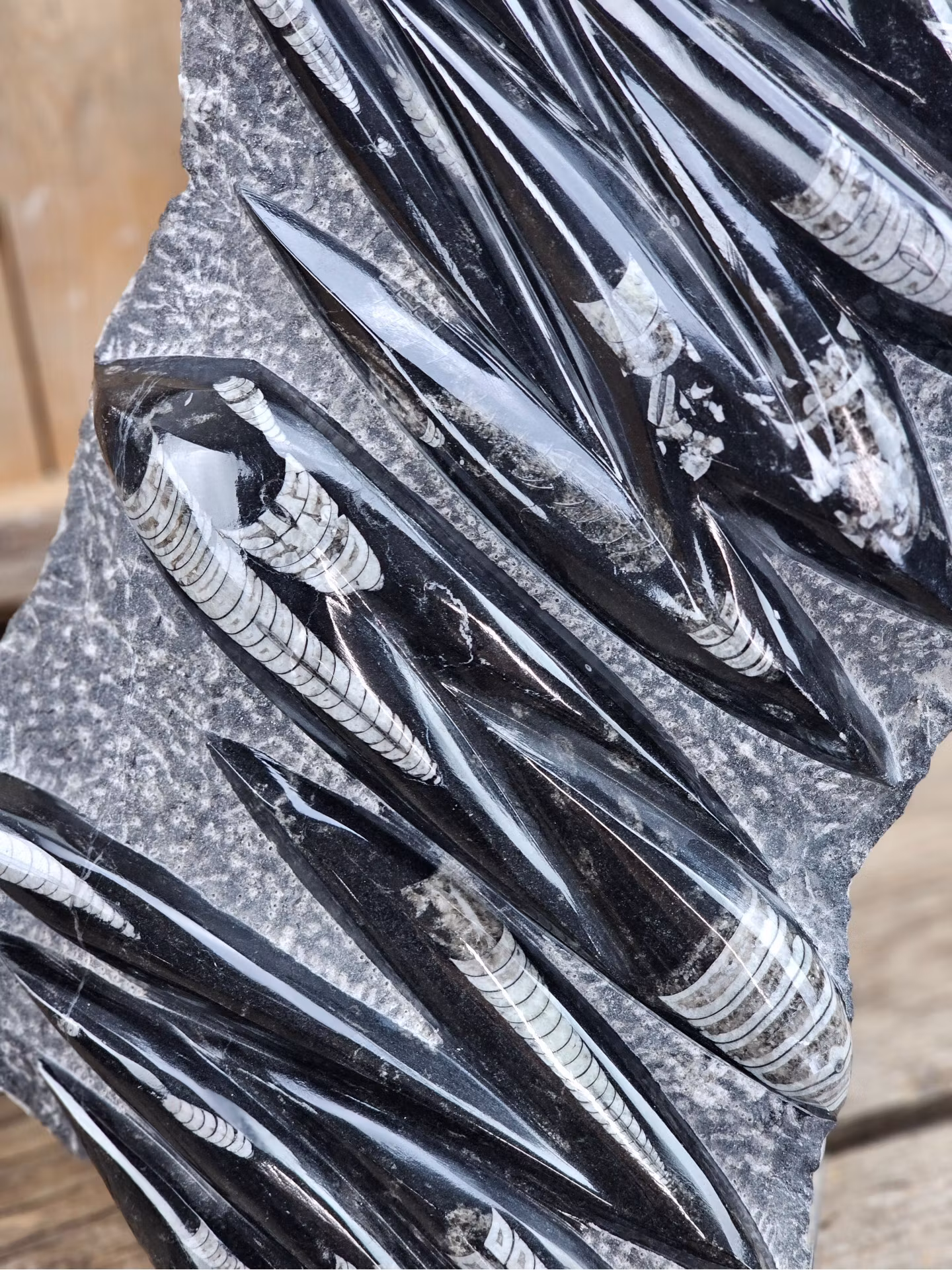 Ortoceratit fossil i matrix XXL