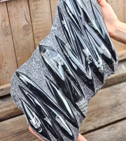 Ortoceratit fossil i matrix XXL #3
