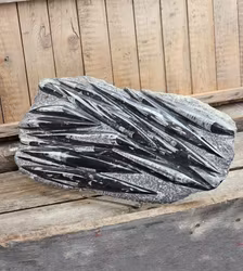Ortoceratit fossil i matrix XXL #4