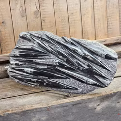 Ortoceratit fossil i matrix XXL #4