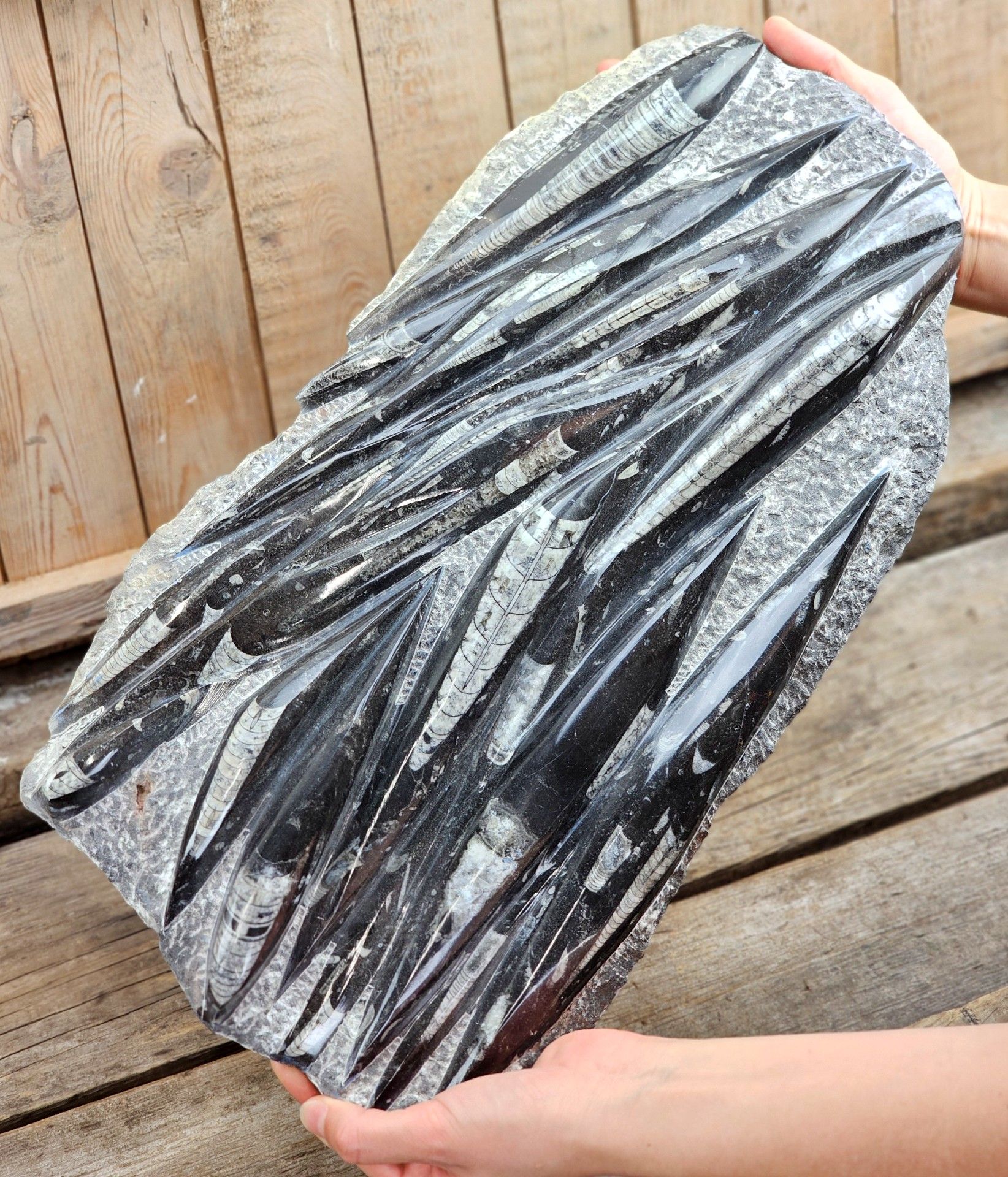Ortoceratit fossil i matrix XXL