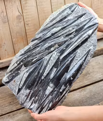 Ortoceratit fossil i matrix XXL #4