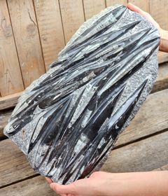 Ortoceratit fossil i matrix XXL #4