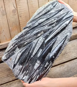 Ortoceratit fossil i matrix XXL #4