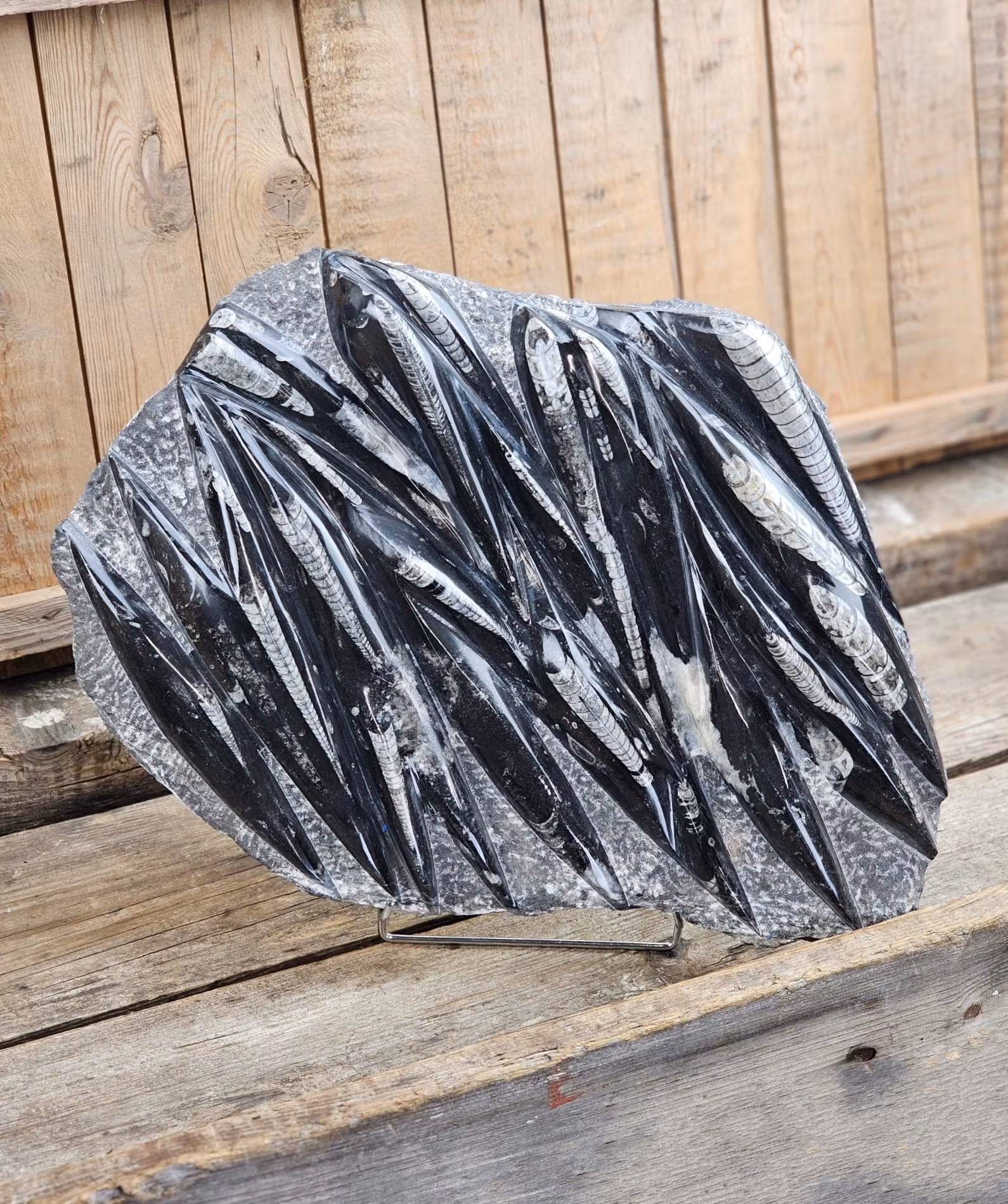 Ortoceratit fossil i matrix XXL