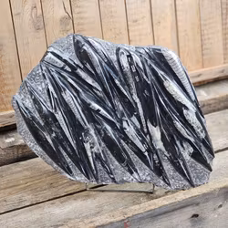 Ortoceratit fossil i matrix XXL #5