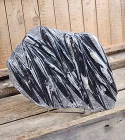 Ortoceratit fossil i matrix XXL #5