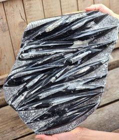 Ortoceratit fossil i matrix XXL #5