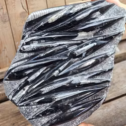 Ortoceratit fossil i matrix XXL #5