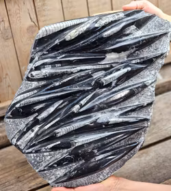 Ortoceratit fossil i matrix XXL #5