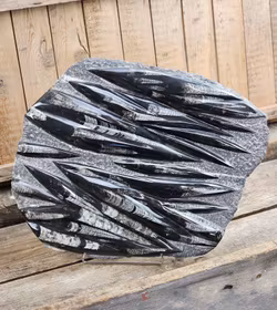 Ortoceratit fossil i matrix XXL #7