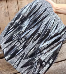 Ortoceratit fossil i matrix XXL #7