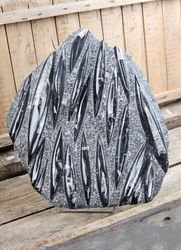 Ortoceratit fossil i matrix XXL #8