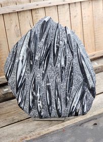 Ortoceratit fossil i matrix XXL #8