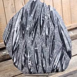 Ortoceratit fossil i matrix XXL #8