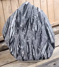 Ortoceratit fossil i matrix XXL #8