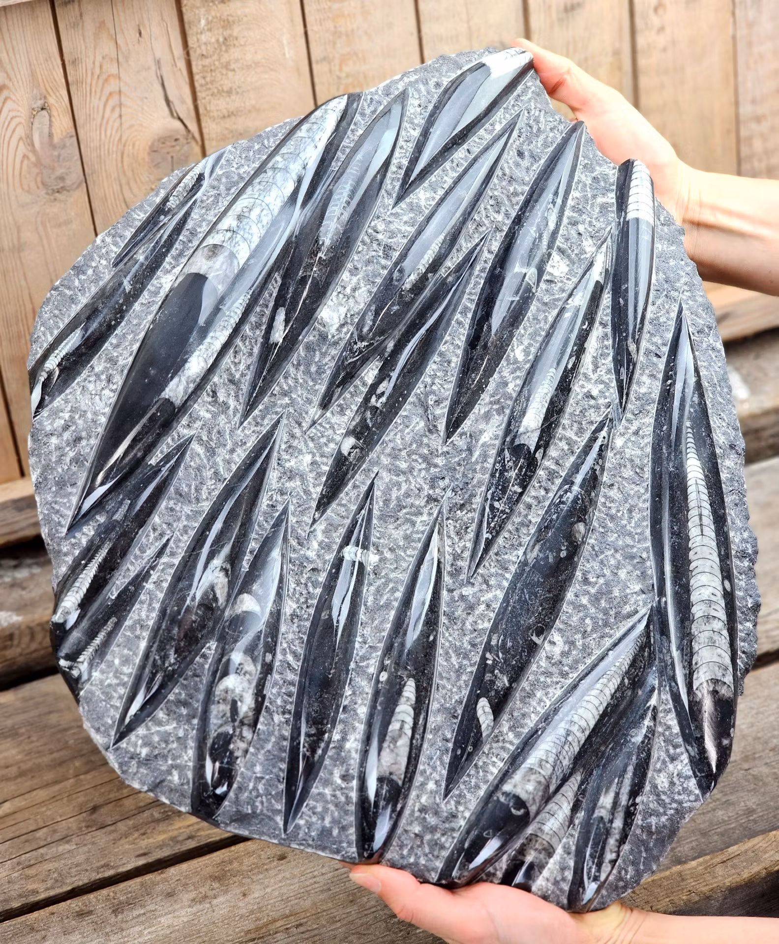 Ortoceratit fossil i matrix XXL