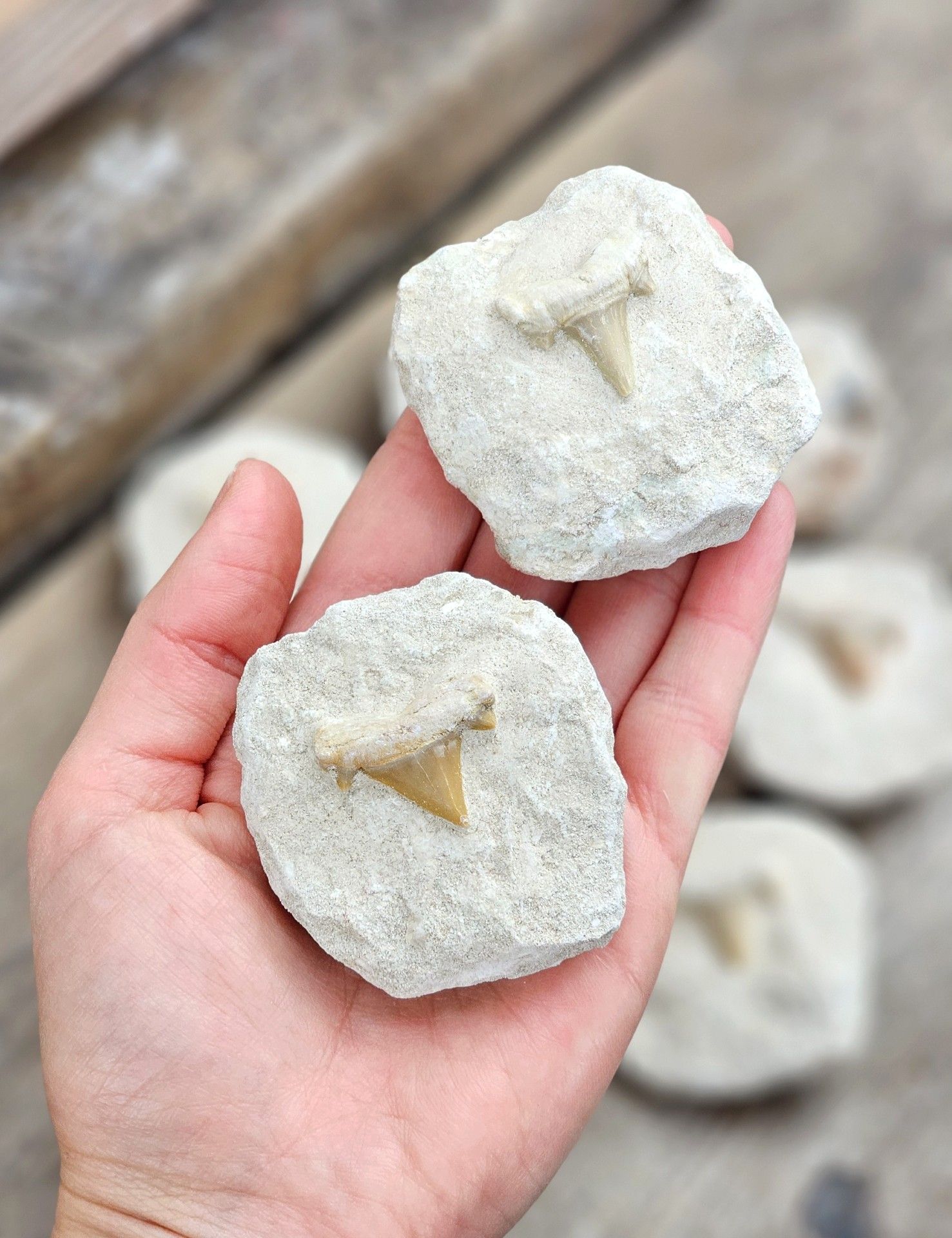 Otodus Hajtand fossil i matrix, per styck