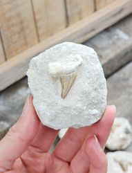 Otodus Hajtand fossil i matrix, per styck