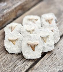Otodus Hajtand fossil i matrix, per styck