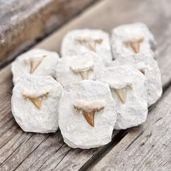 Otodus Hajtand fossil i matrix, per styck