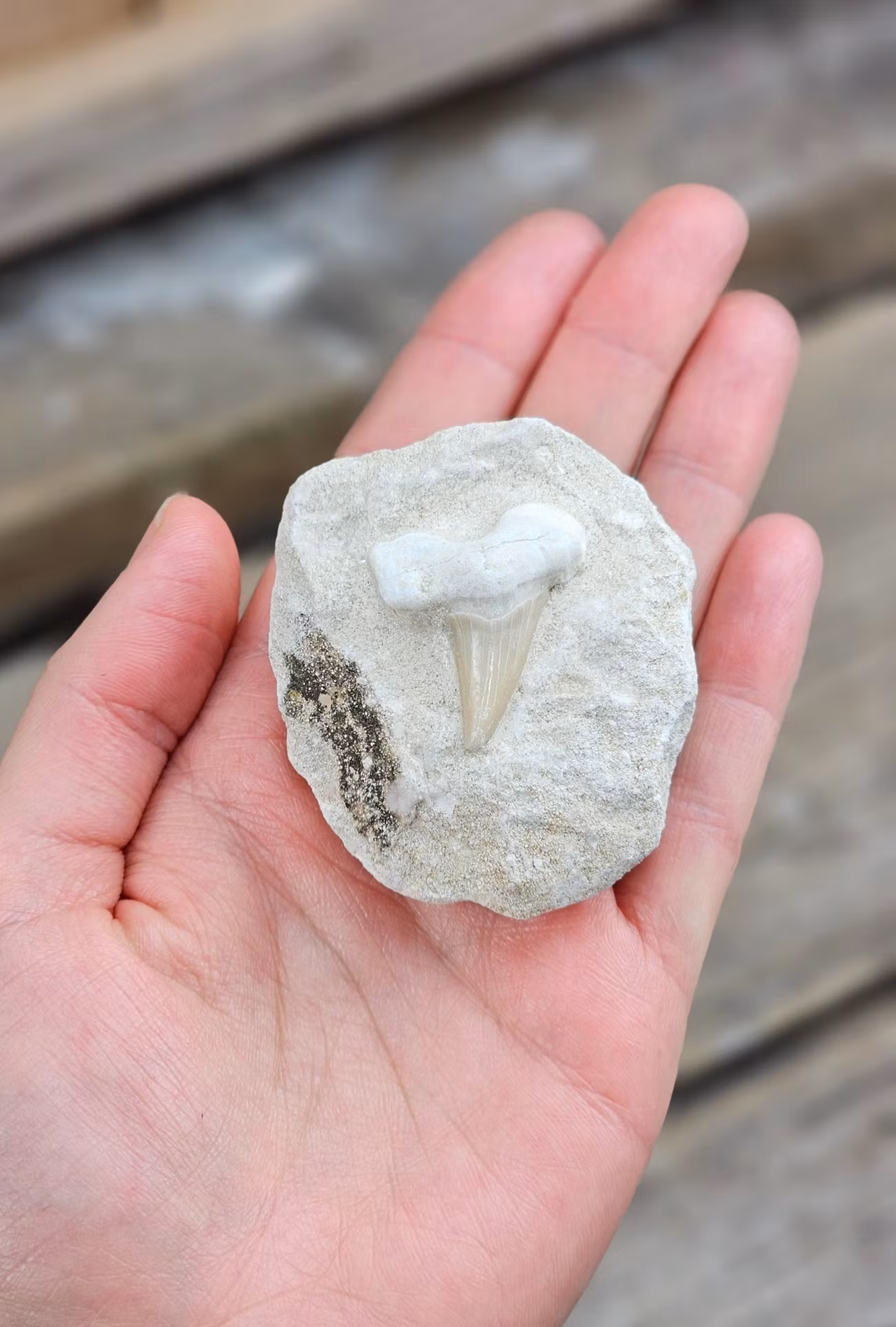 Otodus Hajtand fossil i matrix #1