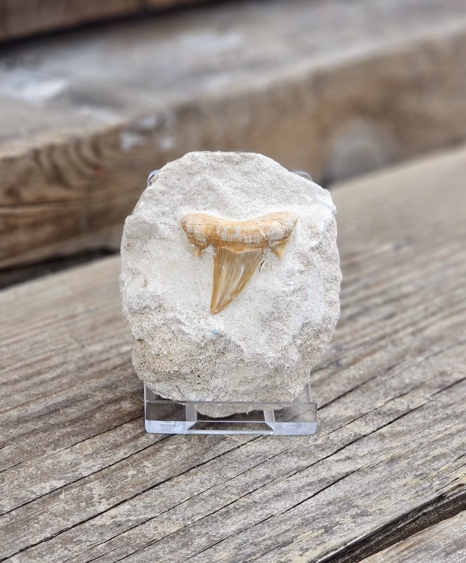 Otodus Hajtand fossil i matrix