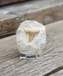 Otodus Hajtand fossil i matrix #2