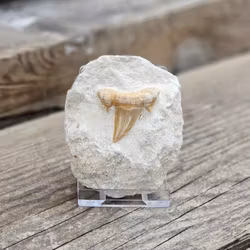 Otodus Hajtand fossil i matrix #2