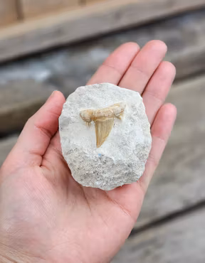 Otodus Hajtand fossil i matrix #2