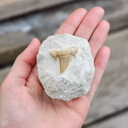 Otodus Hajtand fossil i matrix #2