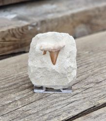 Otodus Hajtand fossil i matrix #3