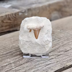 Otodus Hajtand fossil i matrix #3