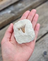 Otodus Hajtand fossil i matrix #3